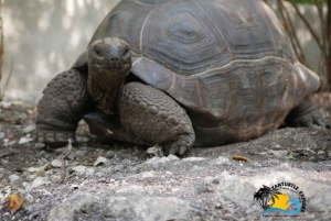 Zanzibar: Nungwi Kilosa Zoo & Transparent Kayak with Drone