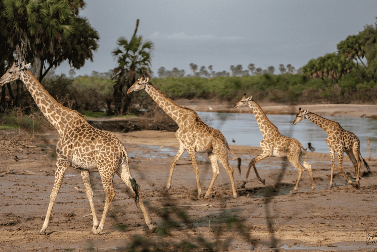 Zanzíbar: safari de 3 días por el Parque Nacional Nyerere con ferry rápido