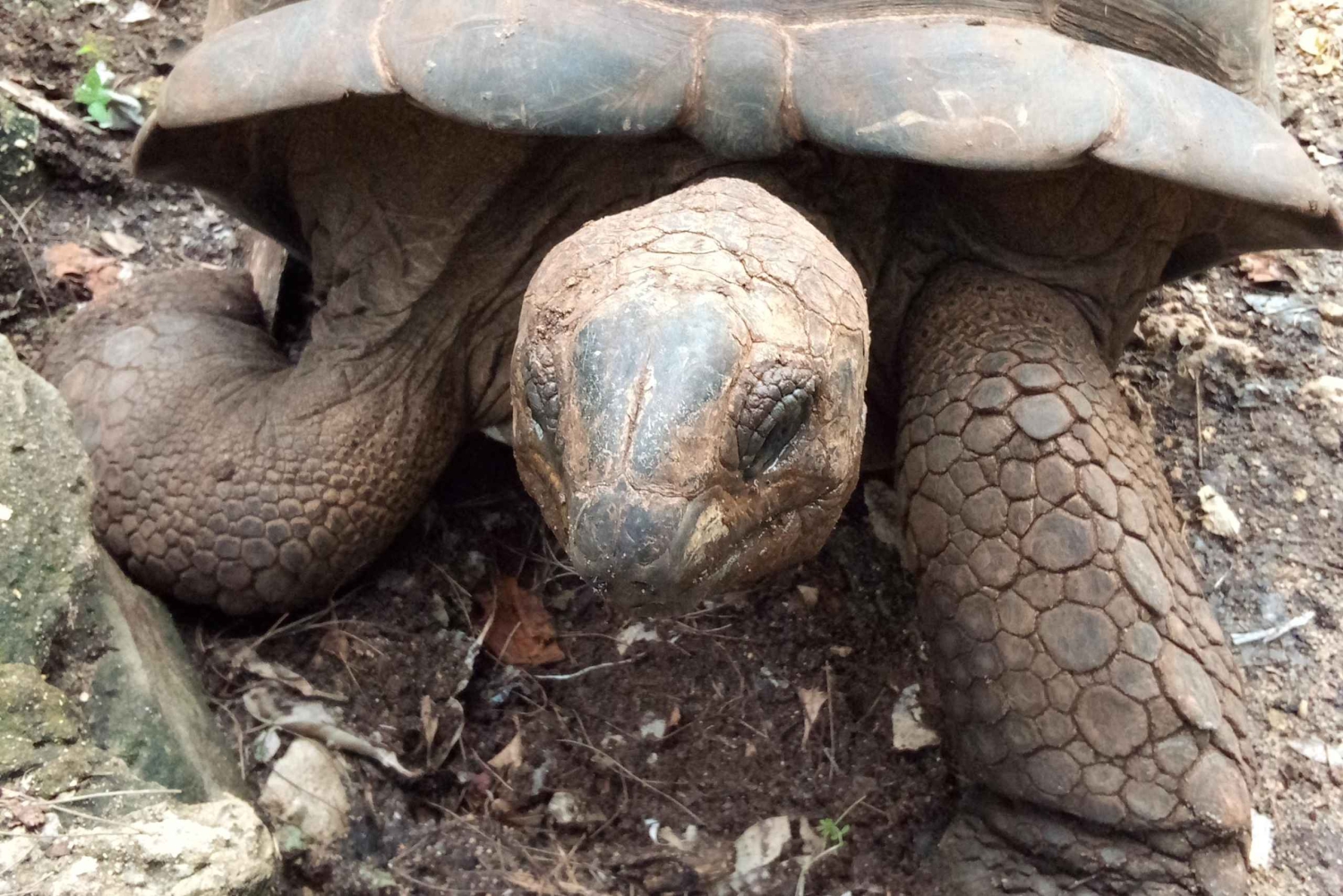 Zanzibar: guidet tur til fengselsøya med lokal guide
