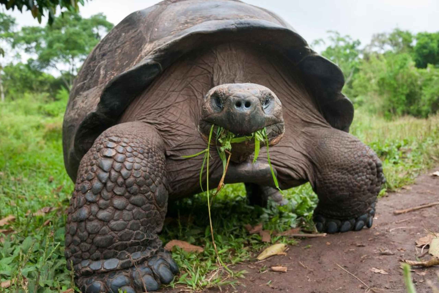 Занзибар: остров-тюрьма, лес Джозани и пляж Падже