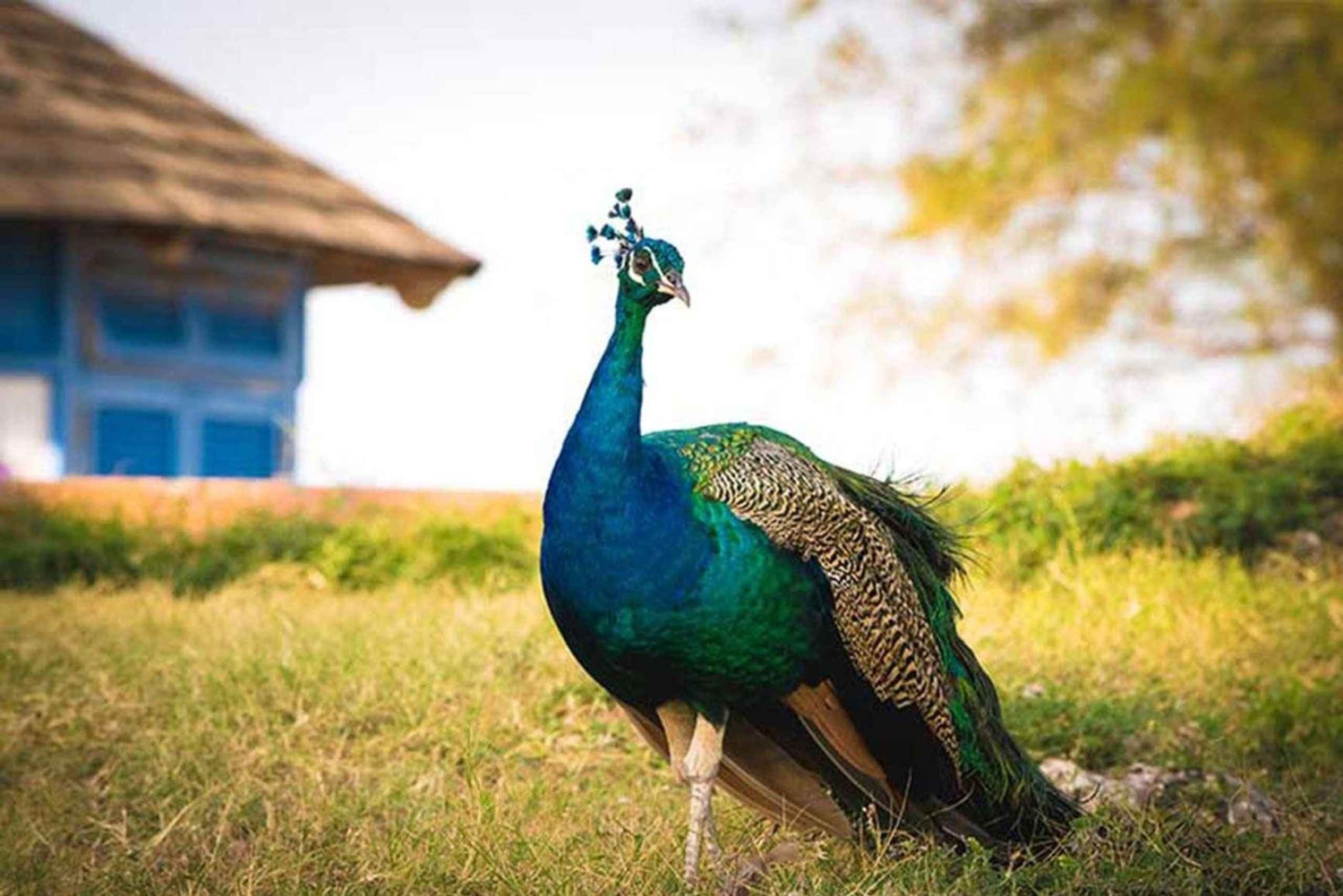 Zanzibar: Fängelseön, Nakupenda med BBQ och Stonetown-tur