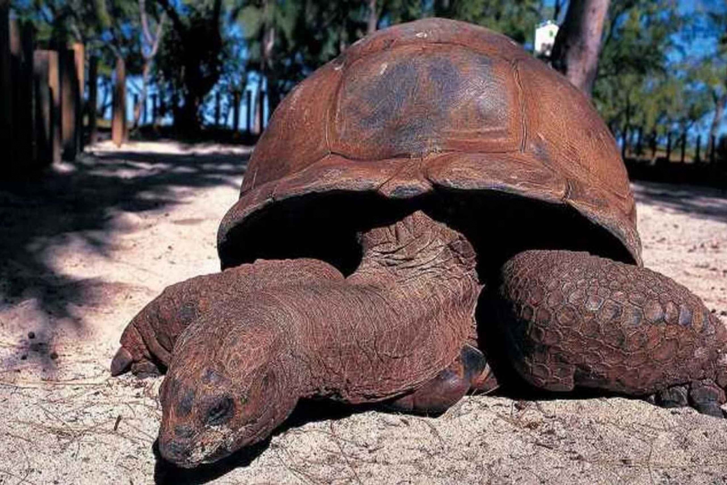 Из Нунгви: Остров Тюрьмы и песчаная отмель Накупенда с обедом