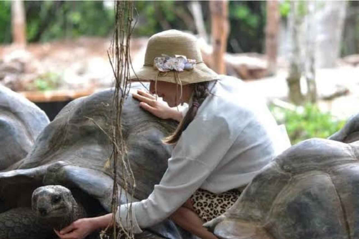 Zanzíbar: isla de la Prisión, granja de especias y tortugas