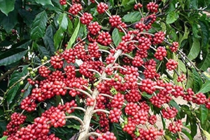 Zanzíbar: isla de la Prisión, granja de especias y tortugas