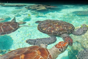 Zanzíbar: isla de la Prisión, granja de especias y tortugas