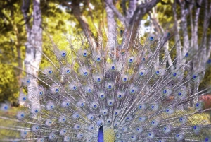 Zanzíbar: isla de la Prisión, granja de especias y tortugas