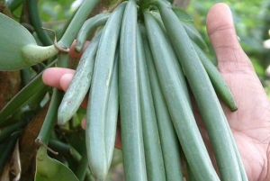 Zanzíbar: isla de la Prisión, granja de especias y tortugas