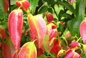 Zanzíbar: isla de la Prisión, granja de especias y tortugas