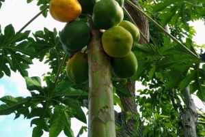 Zanzíbar: isla de la Prisión, granja de especias y tortugas