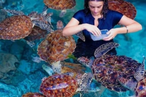 Zanzíbar: isla de la Prisión, granja de especias y tortugas