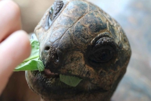 Zanzibar: Prison Island & Stone Town -yksityinen kierros + nouto