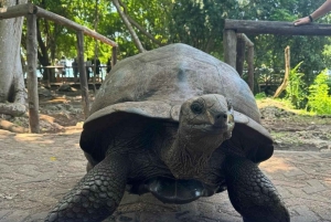 Zanzibar: Prison Island & Stone Town -yksityinen kierros + nouto