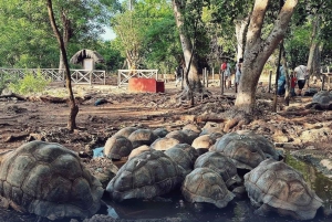 Zanzibar: Prison Island & Stone Town -yksityinen kierros + nouto