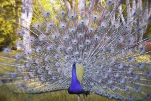 Zanzibar: Prison Island & Stone Town -yksityinen kierros + nouto