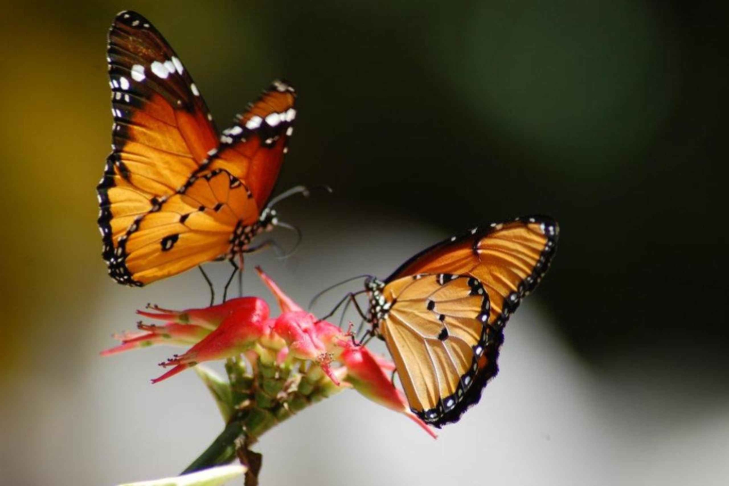 ザンジバル：ジョザニの森、蝶、カメと泳ぐプライベート体験