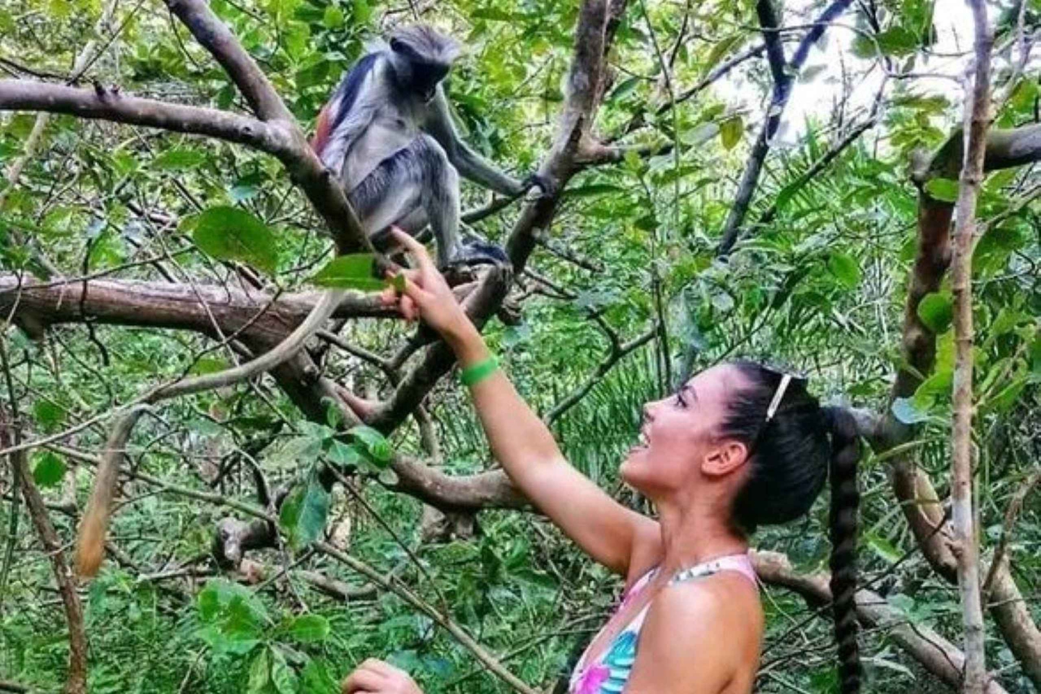 Zanzíbar: Visita guiada a los monos colobos rojos del bosque de Jozani
