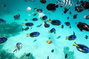 Zanzibar: Safari blue tour