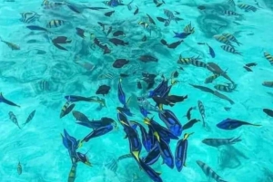 Zanzibar: Safari blue tour