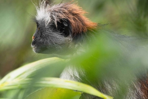 Zanzíbar: excursión a la cueva de Salaam, la cueva de Kuza y la laguna azul.
