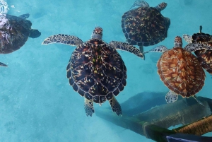 Zanzíbar: excursión a la cueva de Salaam, la cueva de Kuza y la laguna azul.