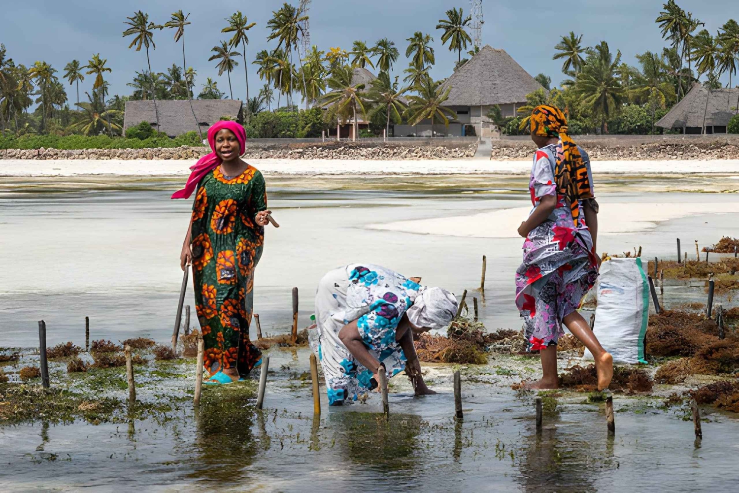 Zanzibar: Seaweed and Paje Village experience Tour