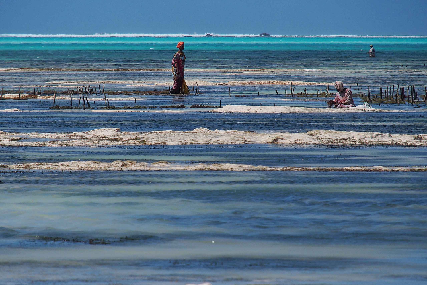 Zanzibar: Seaweed Farm and Salaam Cave Tour with Swim
