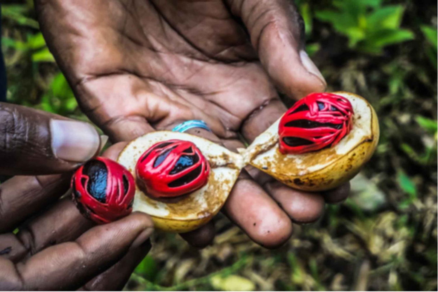 Zanzibar: Spice Farm, Mtende Beach & The Rock