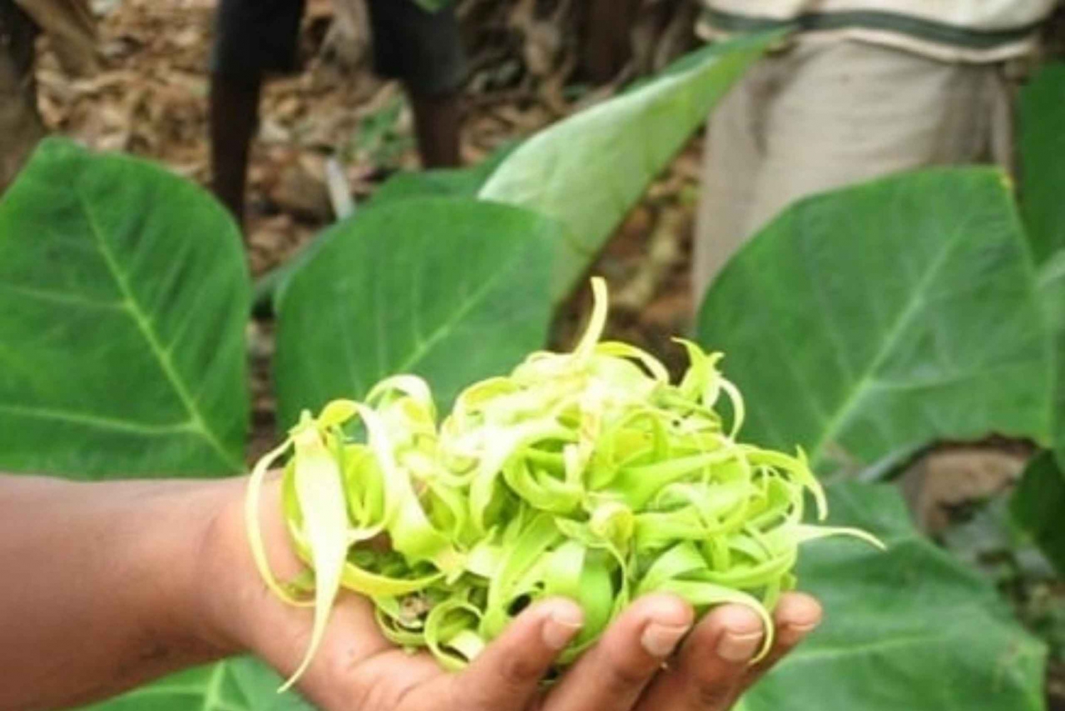 ザンジバル：スパイス・ファーム・ツアー＆ストーン・タウン（昼食付