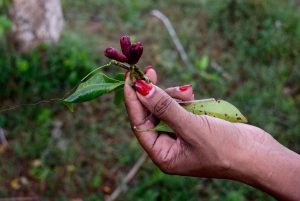 Zanzibar: wycieczka na farmę przypraw