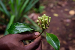 Zanzibar: wycieczka na farmę przypraw
