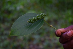 Zanzibar: wycieczka na farmę przypraw