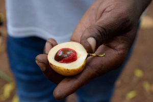 Zanzibar: wycieczka na farmę przypraw