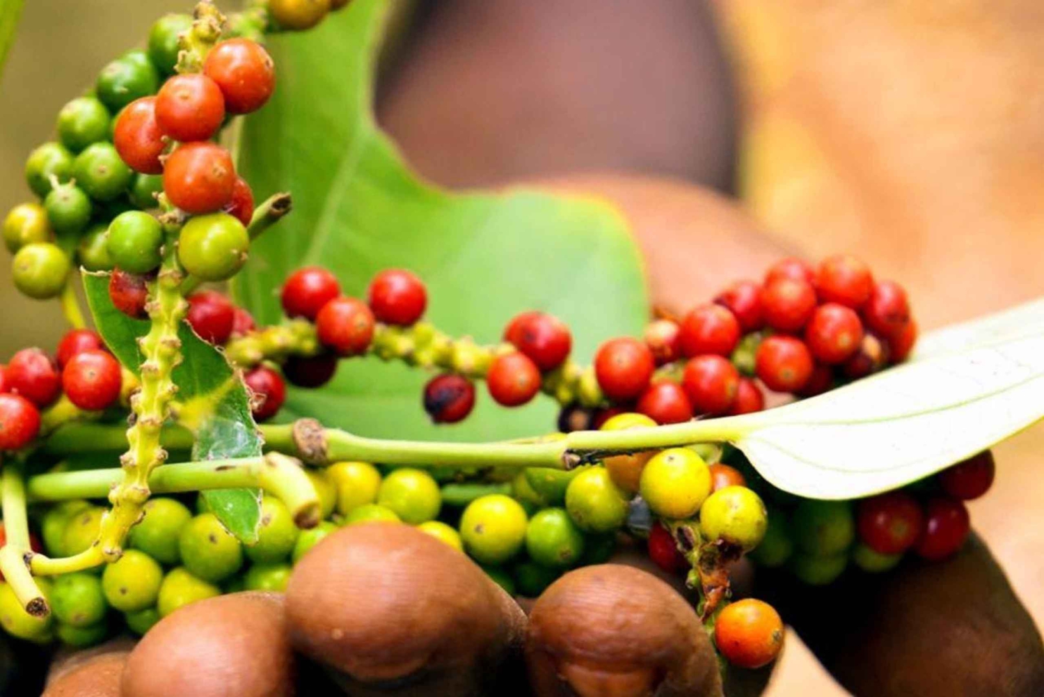 Zanzíbar: tour de especias con almuerzo tradicional