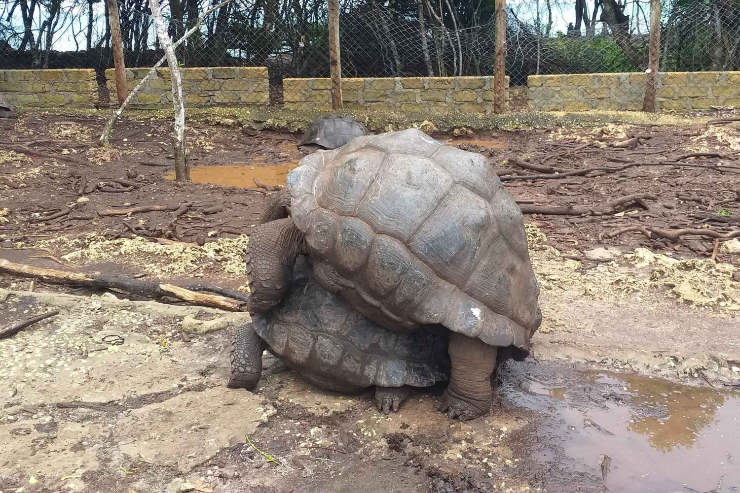 Zanzíbar: tour privado por Stone Town y Prison Island
