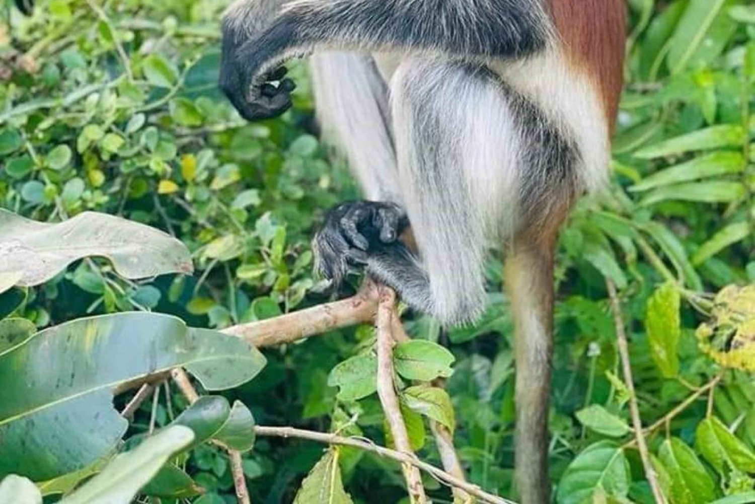 ザンジバル：石造りの町の見どころとジョザニの森の探検