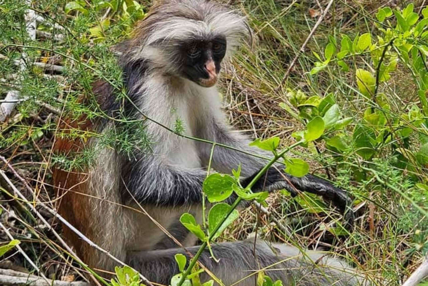 Zanzíbar: Ciudad de Piedra, bosque de Jozani y santuario de tortugas marinas