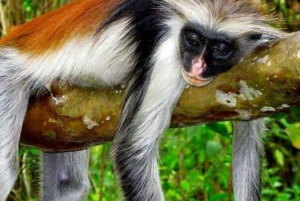 ZANZIBAR: Stone Town, Prison Island ja Nakupenda Sandbank