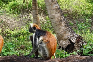 ZANZIBAR: Stone Town, Prison Island ja Nakupenda Sandbank