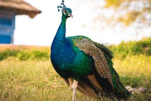 ZANZIBAR: Stone Town, Prison Island ja Nakupenda Sandbank