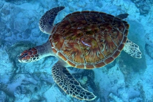 ZANZIBAR: STONE TOWN, PRISON ISLAND & SALAM CAVE Sea Turtles