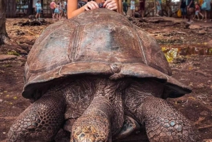 ZANZIBAR: STONE TOWN, PRISON ISLAND & SALAM CAVE Sea Turtles