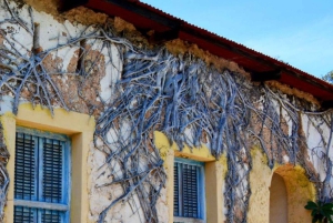 ZANZIBAR: STONE TOWN, PRISON ISLAND & SALAM CAVE Sea Turtles