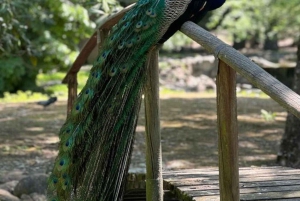 ZANZIBAR: STONE TOWN, PRISON ISLAND & SALAM CAVE Sea Turtles