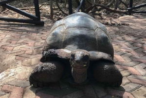 ZANZIBAR: STONE TOWN, PRISON ISLAND & SALAM CAVE Sea Turtles