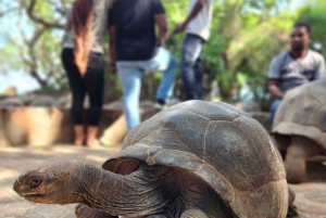 ZANZIBAR: STONE TOWN, PRISON ISLAND & SALAM CAVE Sea Turtles