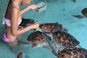 ZANZIBAR: STONE TOWN, PRISON ISLAND & SALAM CAVE Sea Turtles