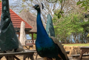 ZANZIBAR: STONE TOWN, PRISON ISLAND & SALAM CAVE Sea Turtles