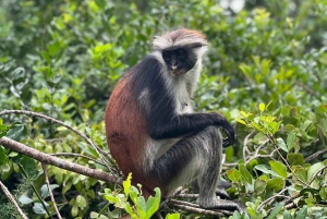 Zanzibar: Stone Town, kryddodling och Jozani Forest Tour