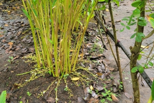 Zanzibar: Stone Town, kryddodling och Jozani Forest Tour