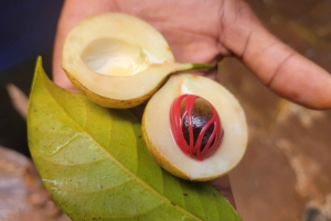 Zanzibar: Stone Town, kryddodling och Jozani Forest Tour